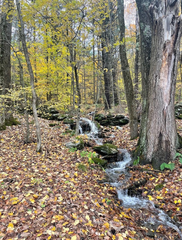 view of local wilderness