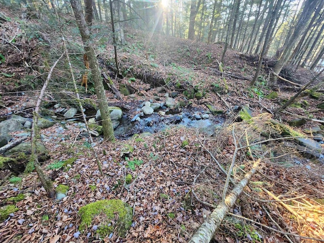 view of local wilderness