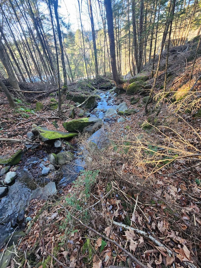 view of local wilderness