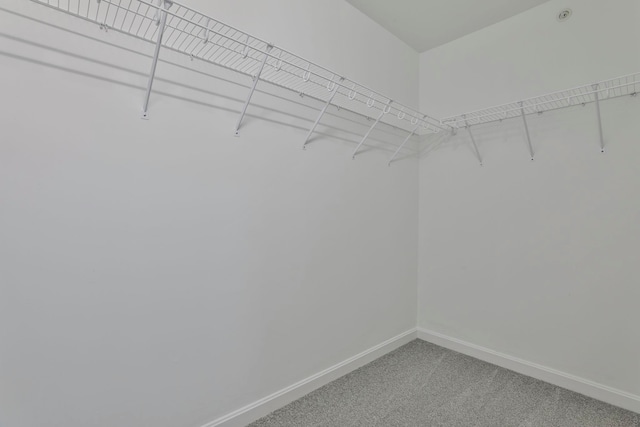 walk in closet with carpet floors