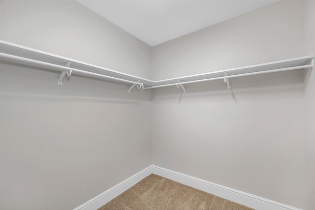 walk in closet with carpet floors