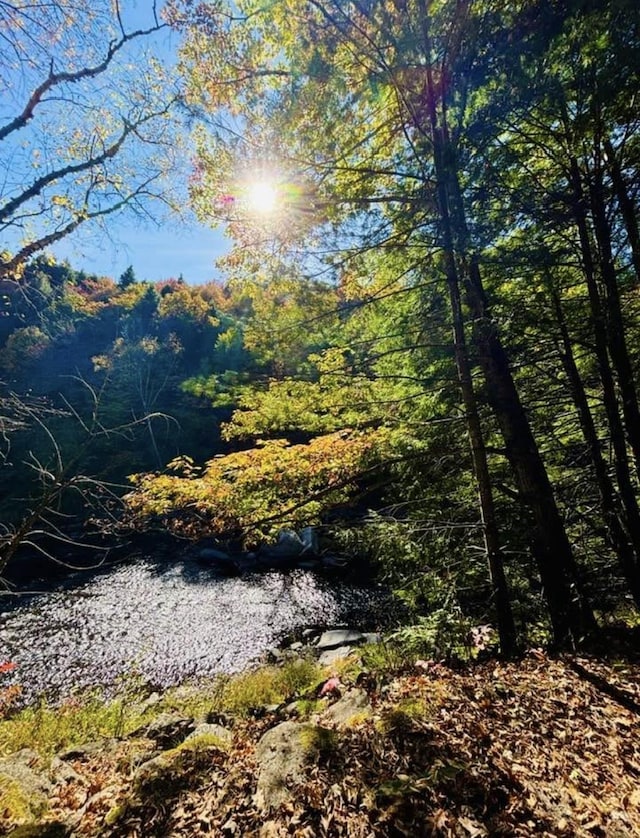 view of local wilderness