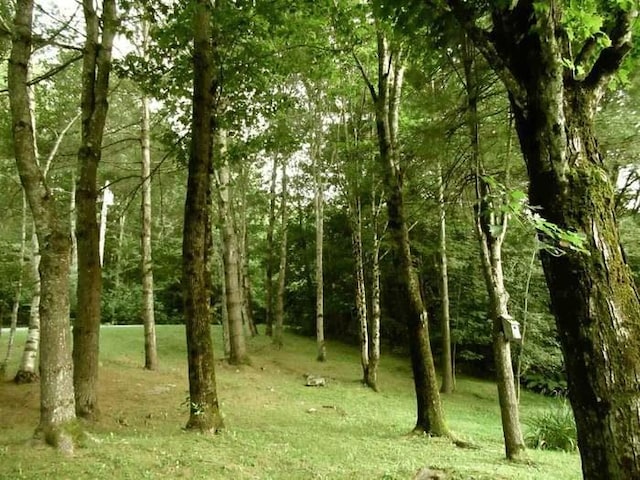 view of local wilderness