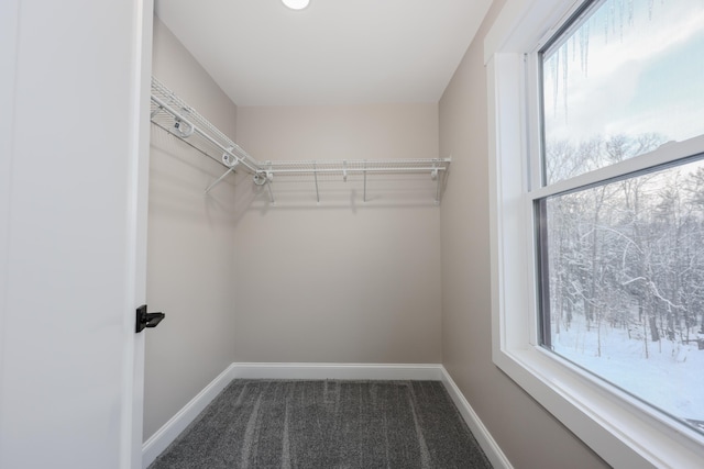 walk in closet featuring carpet floors