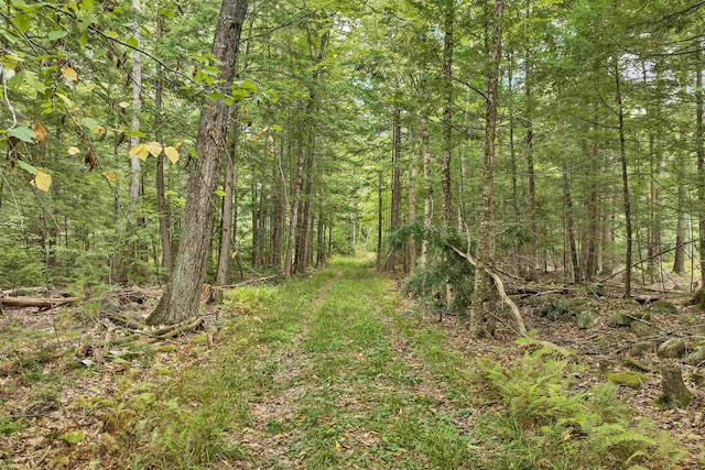 view of local wilderness