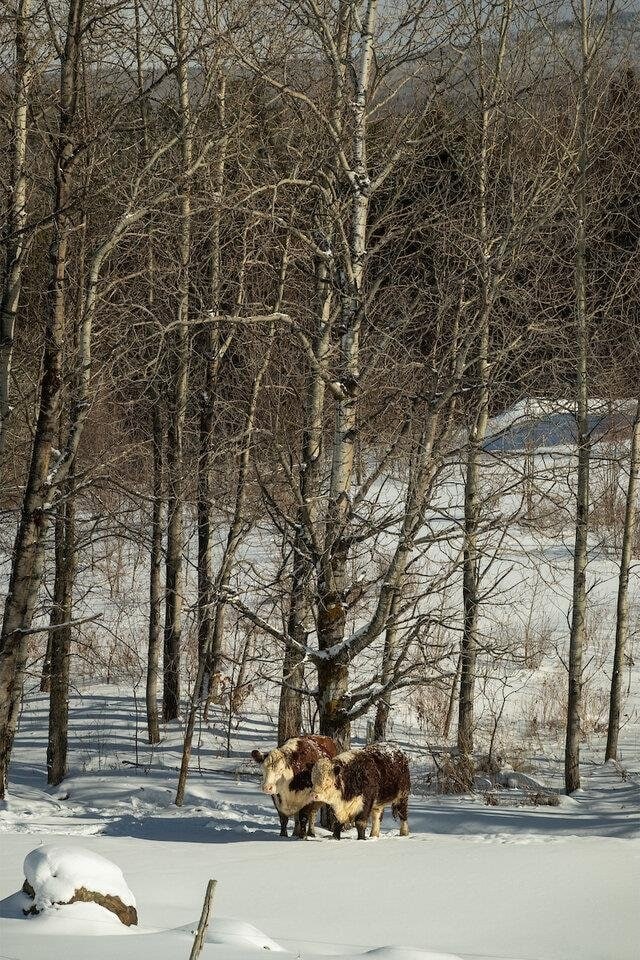 LOT4 Weaver Rd, Huntington, VT 05462