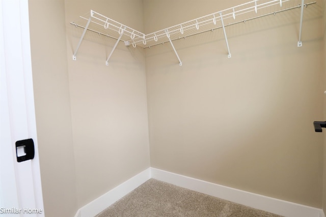 walk in closet featuring carpet floors