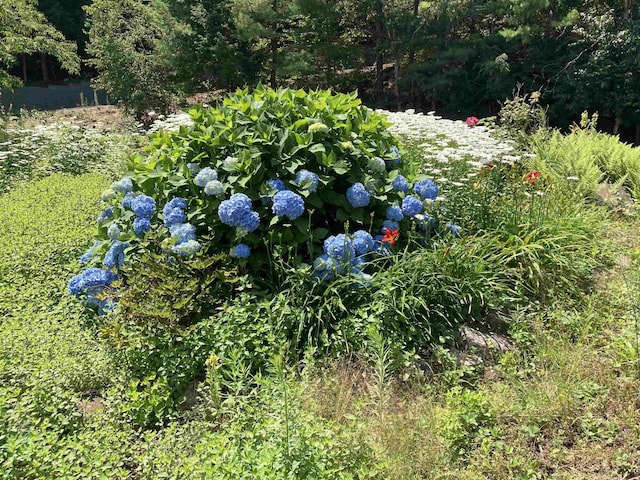 view of nature