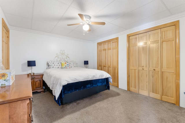 carpeted bedroom featuring ornamental molding, a drop ceiling, ceiling fan, and two closets