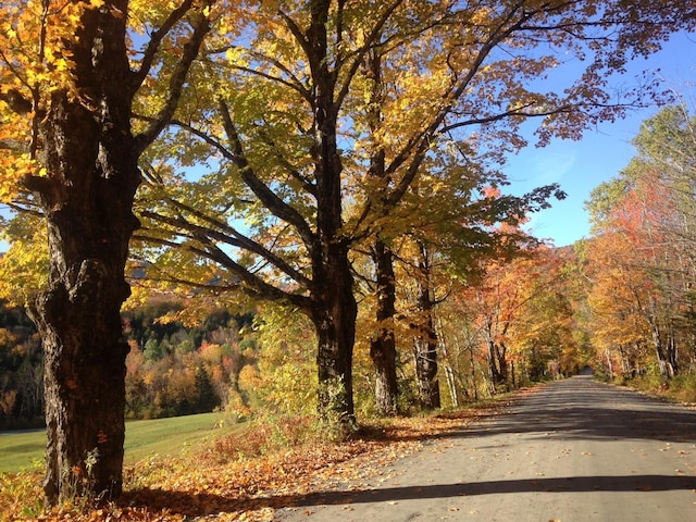 view of street with a view of trees