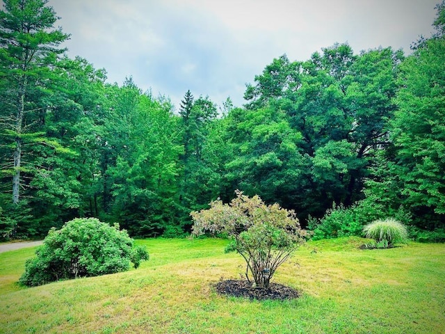 view of yard featuring a forest view