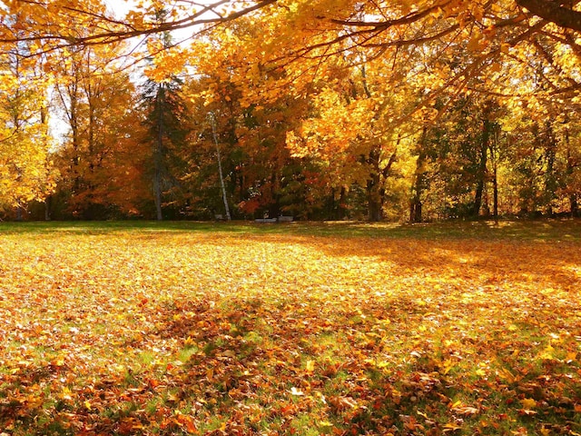 view of community featuring a forest view