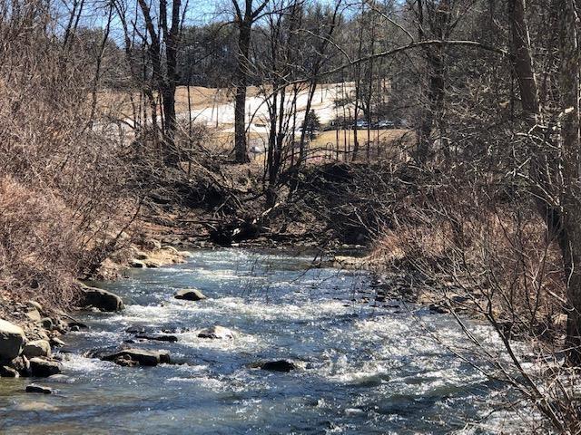 view of local wilderness