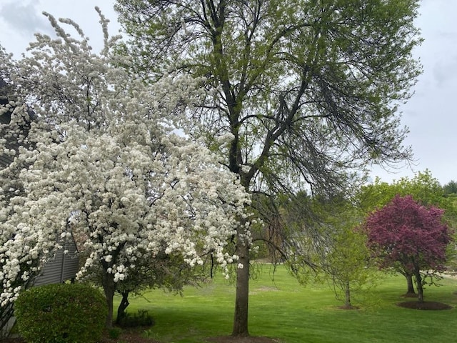 view of landscape