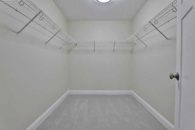 spacious closet featuring carpet floors