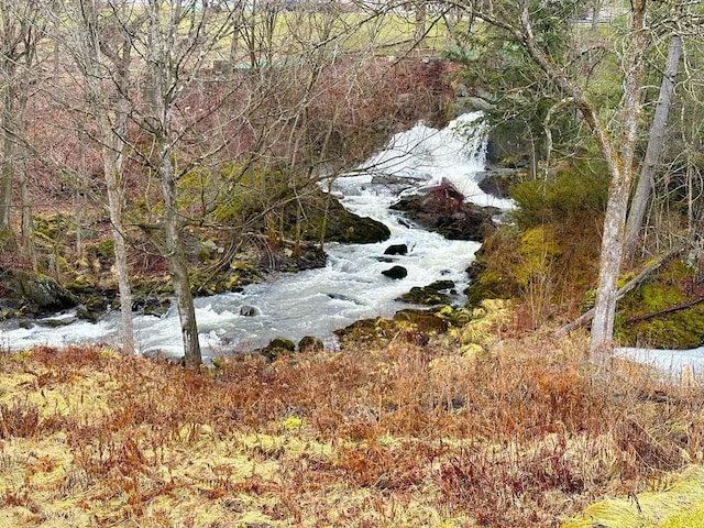 view of local wilderness