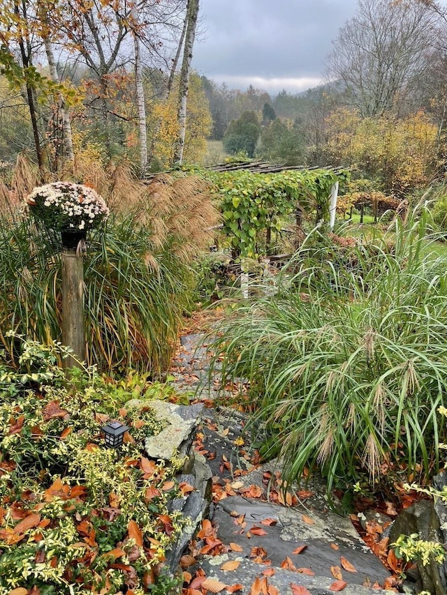 view of yard with a forest view