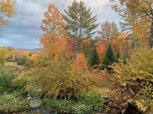 view of nature with a forest view