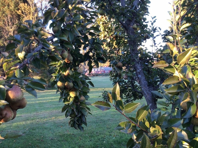 view of property's community featuring a yard