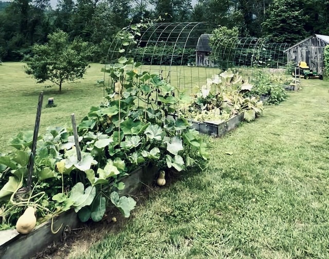 view of yard with a vegetable garden