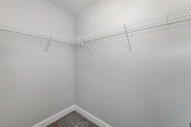 spacious closet featuring carpet