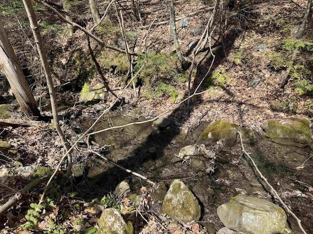 view of local wilderness