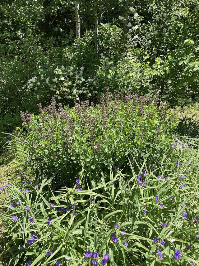 view of nature