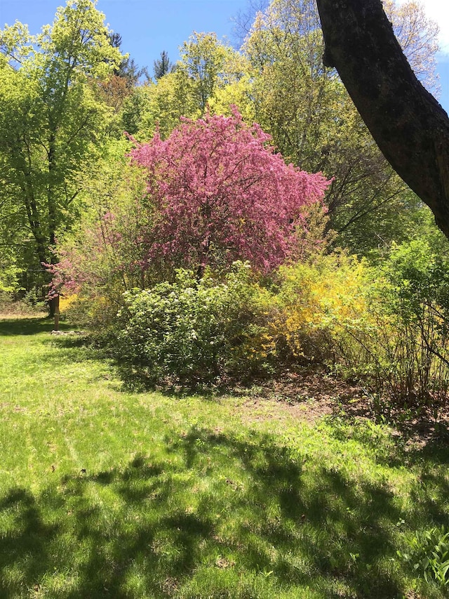 view of yard featuring a view of trees