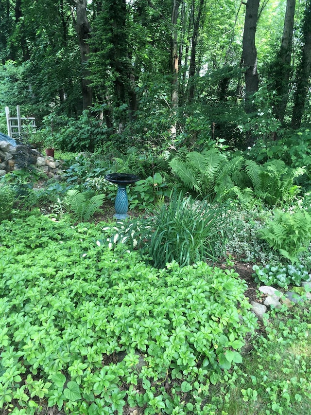 view of local wilderness