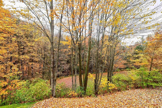 view of yard featuring a forest view