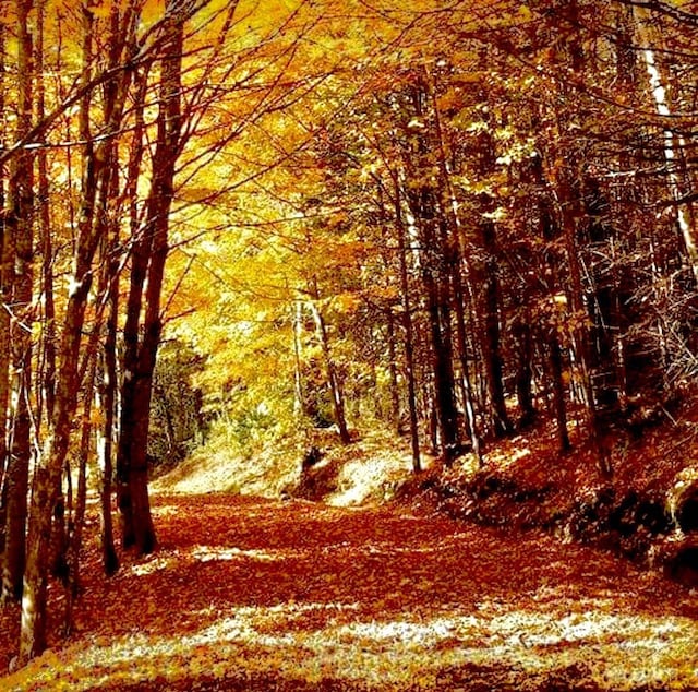 view of landscape featuring a wooded view