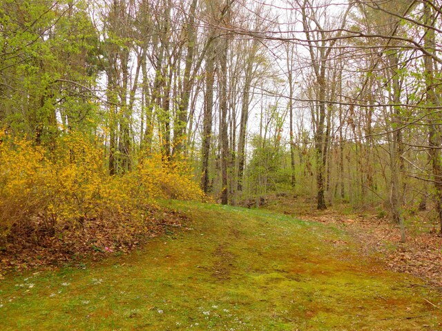 view of tree filled area