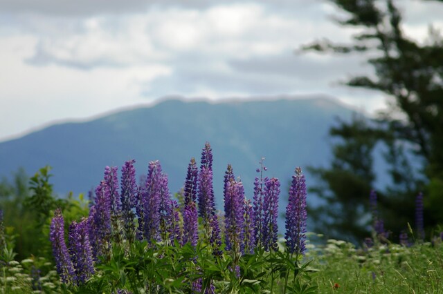 000 Easton Rd, Franconia, NH 03580