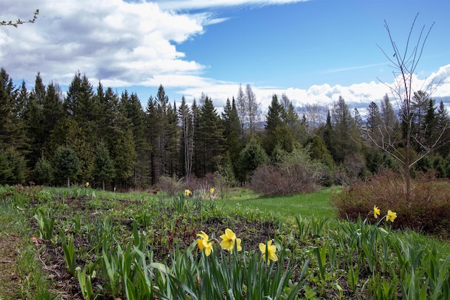 1202 Cotton Rd, Lyndon, VT 05851 - view of tree filled area