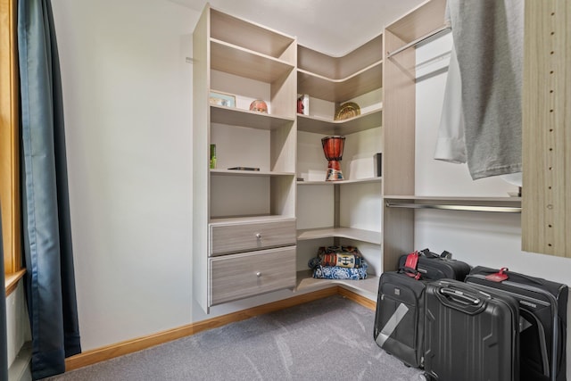 spacious closet featuring carpet floors