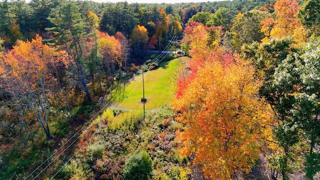 bird's eye view of a forest