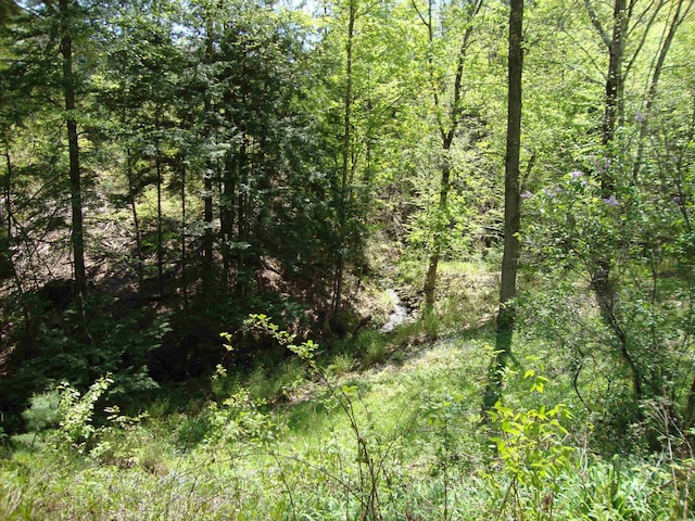 view of woods