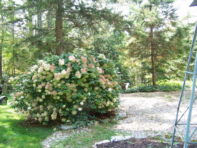 111 Forest Ln, Rochester, VT 05767 - view of yard