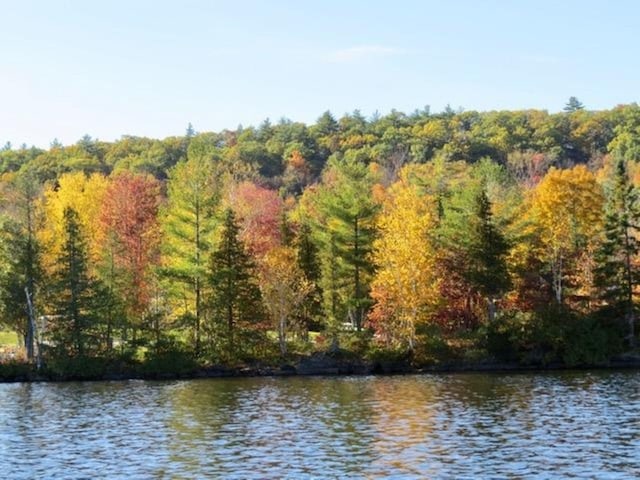 water view with a forest