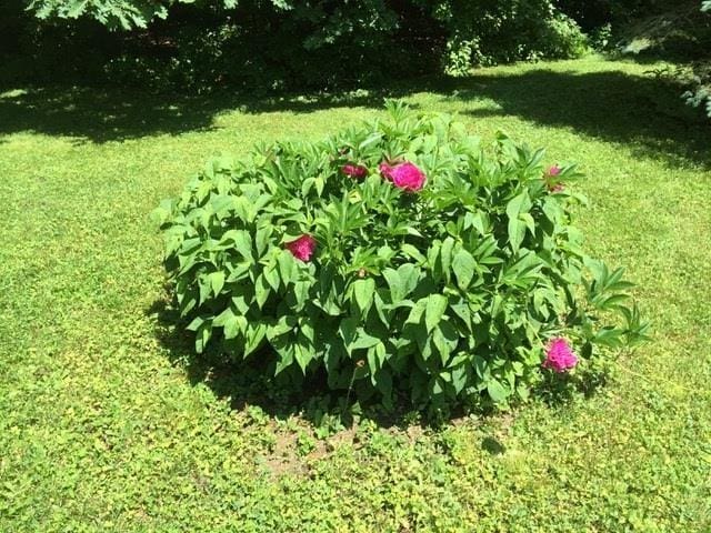 5100 Rte 100, Plymouth, VT 05056 - view of green lawn