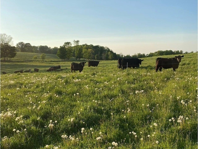 183 Morrie Rd, Washington, VT 05675 - view of local wilderness featuring rural landscape and agricultural land