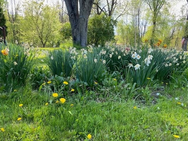 825 S End Rd, North Hero, VT 05457 - view of yard