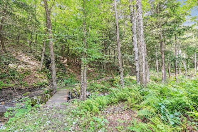 249 Falls Brook Ln, Stowe, VT 05672 - view of tree filled area