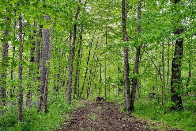 55 Honey Hill Rd, Hinesburg, VT 05461 - view of woods