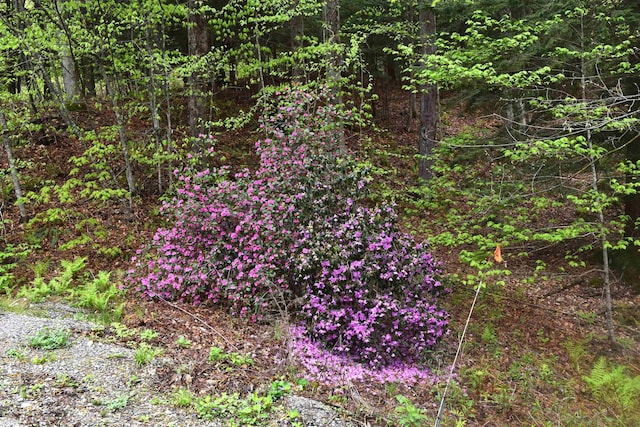 191 Highland Rd, Wallingford, VT 05773 - view of undeveloped land