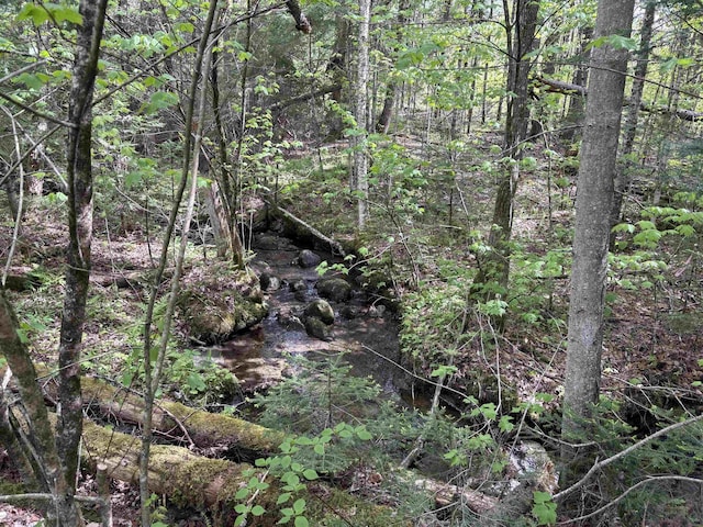 10 Youngs Rd, East Haven, VT 05837 - view of tree filled area