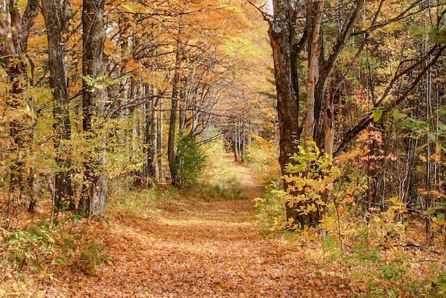 9671 Vt Route 12, Barnard, VT 05031 - view of woods