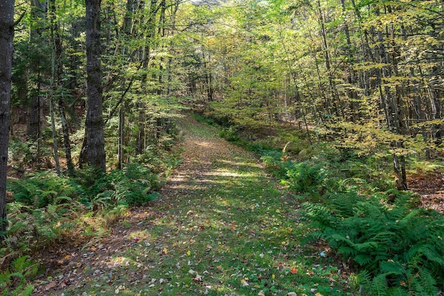 9671 Vt Route 12, Barnard, VT 05031 - view of tree filled area