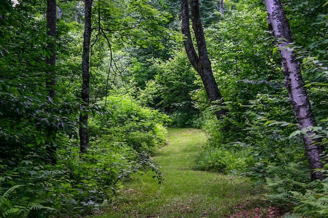 9671 Vt Route 12, Barnard, VT 05031 - view of tree filled area