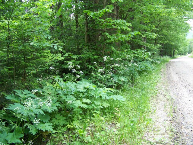 403 Fiske Rd, Rochester, VT 05767